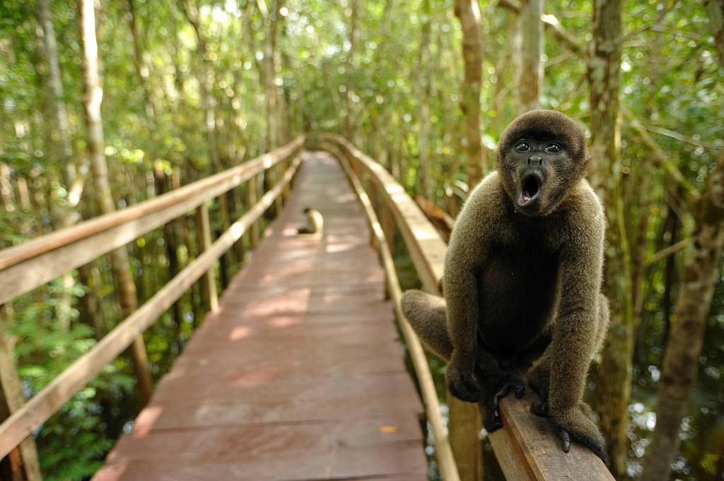 Juma Amazon Lodge Autazes Exterior photo